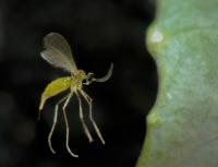 Swede Midge