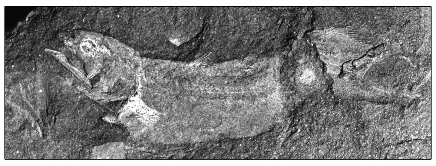 <em>Serenichthys</em> Coelacanth Holotype