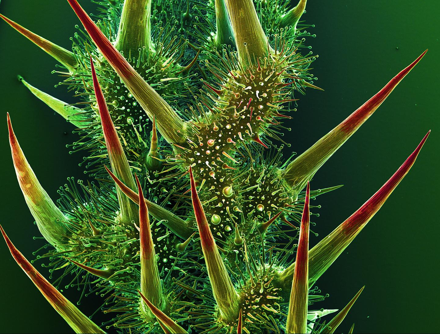 Young Leaf of <i>Codon royenii</i> (Codonaceae)