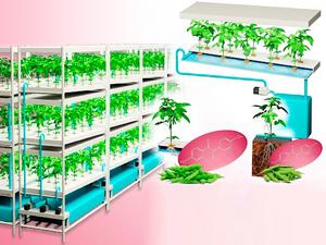 Introduction of nutrient film technique (NFT) cultivation in the plant factory