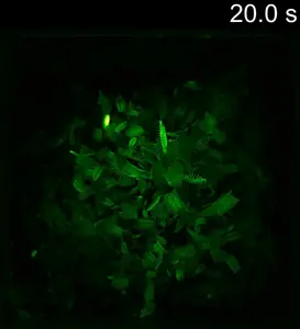 Video 4: A microecosystem for ants and flytraps