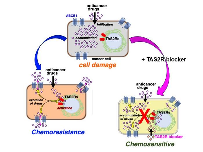 How Bitter Taste Receptors Drive Drug Resistance in Cancer Cells