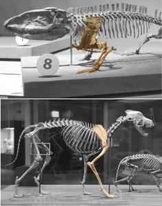 The evolution from reptile-like to upright posture in mammals was highly dynamic and complex