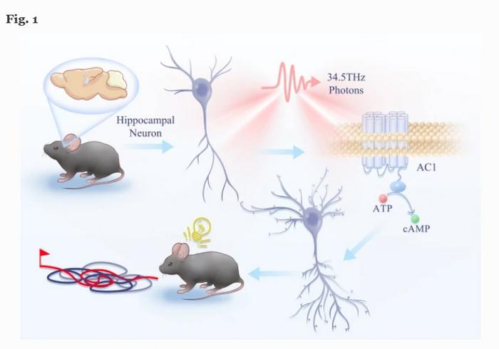 Schematic representation of THz photon modulation promoting hippocampal neurite growth and synaptogenesis. 34.5 THz photon modulation could promote neuronal outgrowth and synaptogenesis, thereby enhancing cognition in mice. By resonating with the key resi