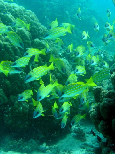 Common Bluestripe Snappers
