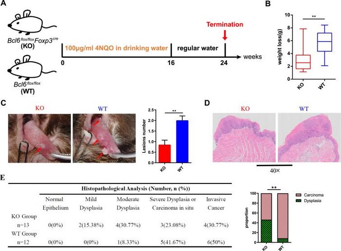Bcl6 deficiency in Treg cells results in delayed malignant transformation in the 4NQO-induced HNSCC model.