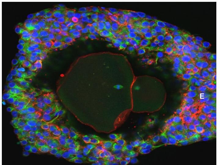 Close-Up of Human Egg after Development in the Lab