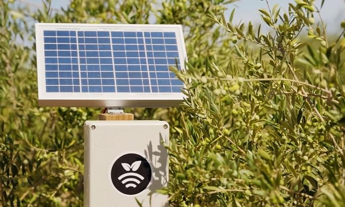 New predictive models developed with AI to optimize irrigation and crop management