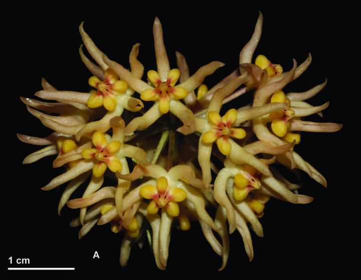 Newly Found <em>H. ruthiae</em>