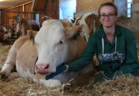 How to caress a cow