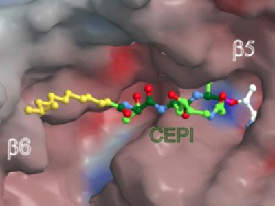 Like a Key in the Lock Cepafungin I Fits into a Pocket of the Proteasome