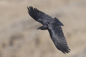 Fan Tailed Raven