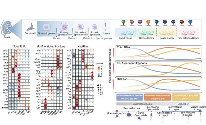 RNA modification dynamics during mammalian spermatogenesis and maturation
