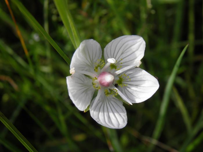 Grass of Parnassus