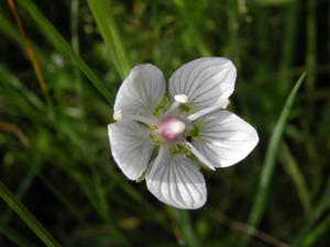 Grass of Parnassus