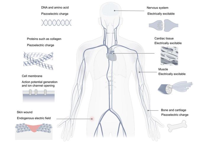 Electrical signalling cues in biological systems.