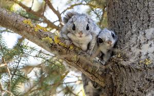 Siberian flying squirrel