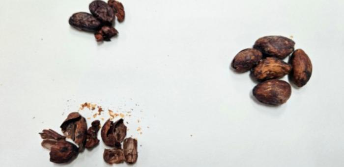 Group creates ‘chocolate-flavored’ honey using cocoa bean shells