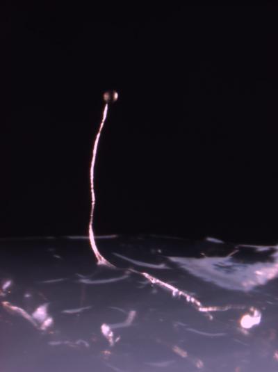 <I>Dictysotelium purpureum</I> Fruiting Body