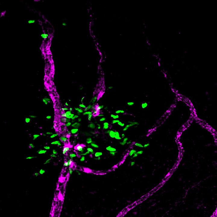 Dormant Cytomegalovirus Resides in Eyes of Healthy Mice Long After Infection