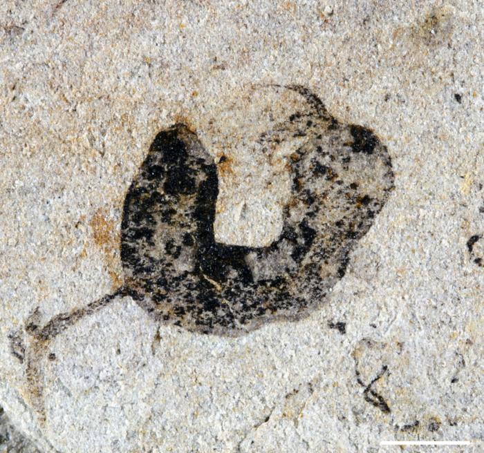 A deuterostome cambroernid fossil