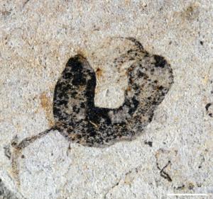 A deuterostome cambroernid fossil