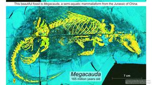 A 165-million-year-old aquatic mammaliaform: