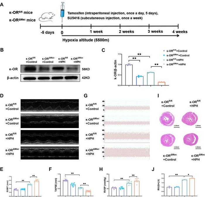 Macrophage-specific κ-OR deficiency aggravated chronic hypoxia-induced pulmonary hypertension (HPH).