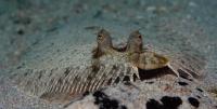 Disappearing Flounder