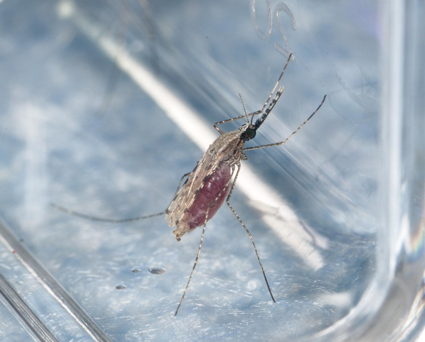 Mosquito