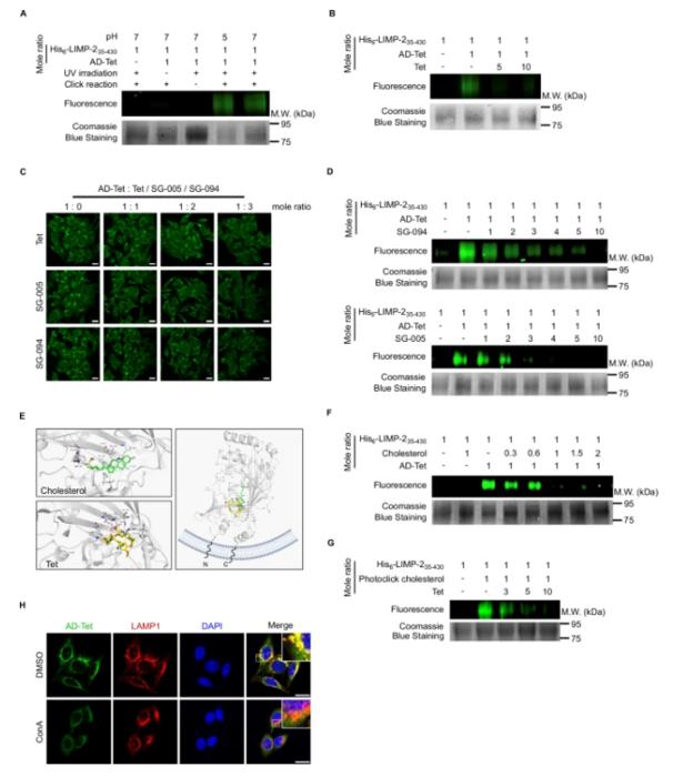 PolyU researchers uncover target and mechanism of Chinese medicine extract tetrandrine, paving the way for new treatments for viral infection and Alzheimer’s Disease