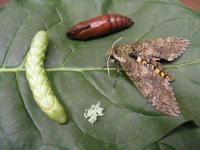 tobacco hornworm metamorphosis Researchers sequence genome of tobacco hornworm