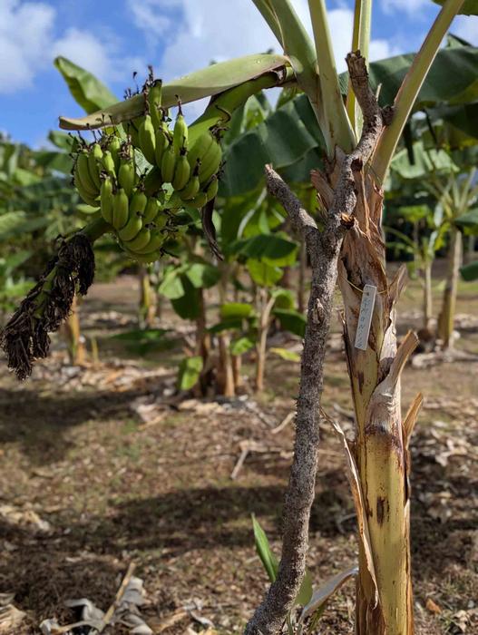 Bananas growing on University of Guam agricultural research station
