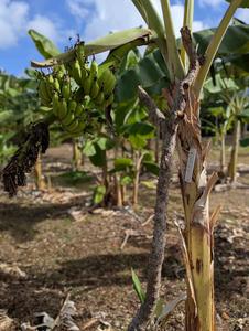 Bananas growing on University of Guam agricultural research station