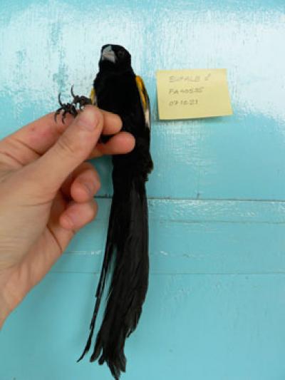 White winged Widowbird