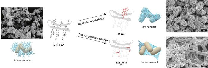 Weaving peptide nanonets to fight bacterial infections