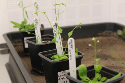 <i>Arabidopsis</i> Plants