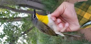 yellow-breasted chat
