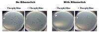Effects of Theophylline-activated Riboswitches on Growth of <i>B. bacteriovorus</i>