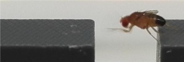 Drosophila 01