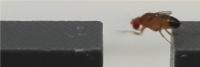 Drosophila 01