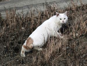 Supplemental image - domestic cat