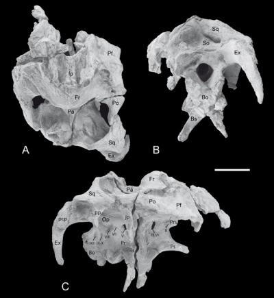 Hadrosaurs (2 of 2)