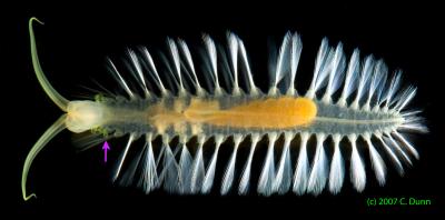 Bombs Away! A Deep Sea Worm's Defense (6 of 8)