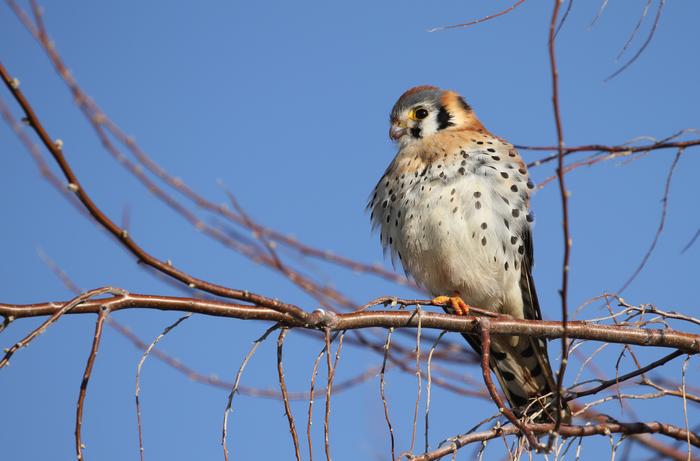 American Kestrel.