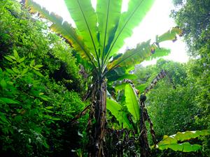 Wild bananas