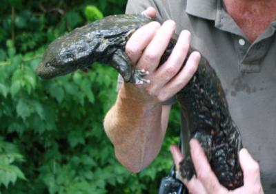 Hellbender
