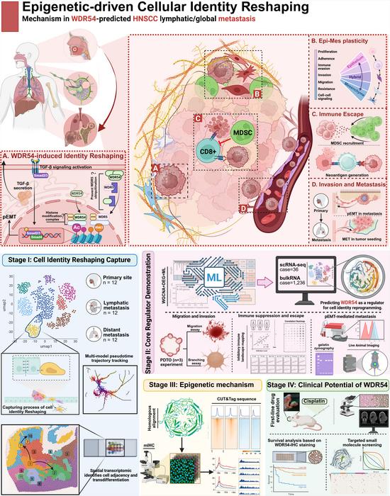How Do Tumor Cells “Rewrite Their Identity”? Precision Omics Reveals a New Route of Head and Neck Squamous Cell Carcinoma Metastasis