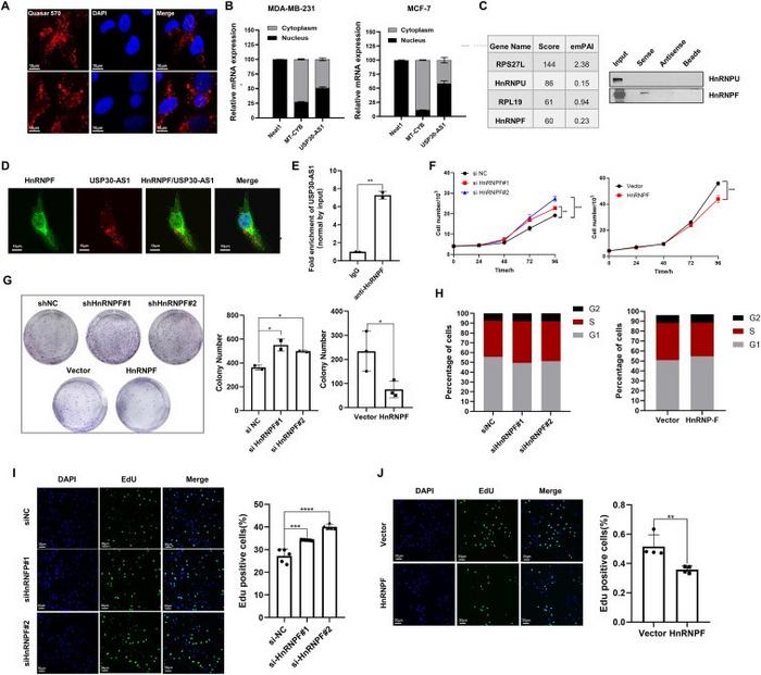 USP30-AS1 binds to HnRNPF and HnRNPF regulates breast cancer cell proliferation.