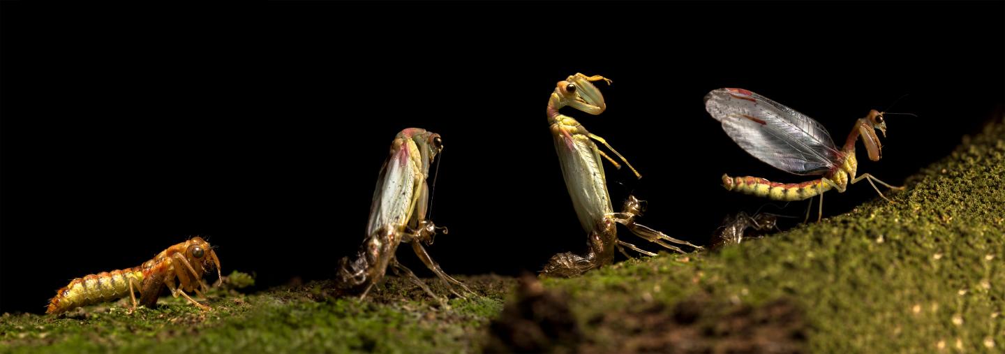 The Studied Mantis-Fly Species <i>Ditaxis biseriata</i> Going through Eclosions Stages